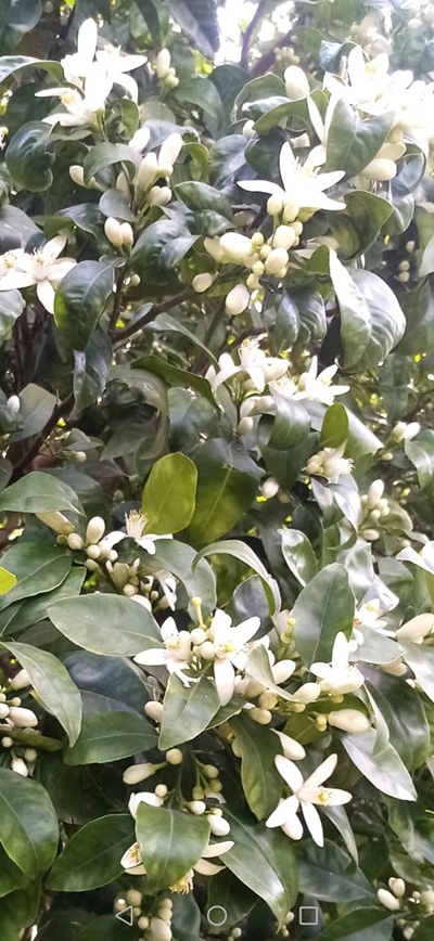 neroli oil distillation