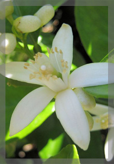 Water absolute of orange blossoms