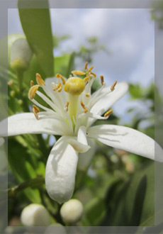 Eau de fleurs d'orangers