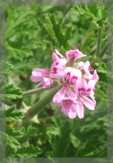 Geranium water