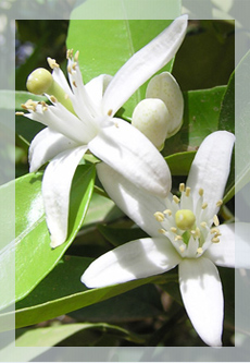 Neroli Oil