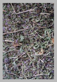 Dried Pennyroyal Leaves