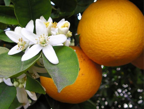 Neroli Oil