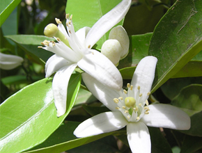 Neroli Oil