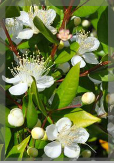 Myrtle essential oil