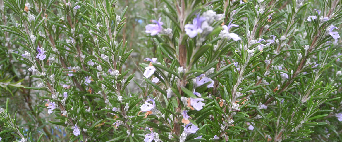 NEROLI certifié Bio (Origine Tunisie)